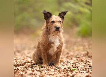 Lustige Terrier-Mix Hündin Julie wartet in 47445 Moers.