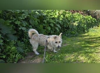 Remino - Klein UND Oho !!