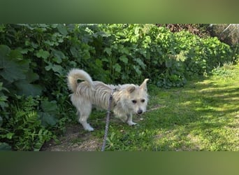 Remino - Klein UND Oho !!