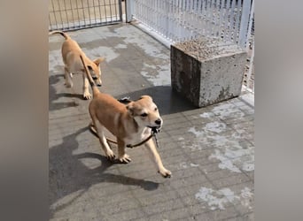 Leda: voller Lebensfreude