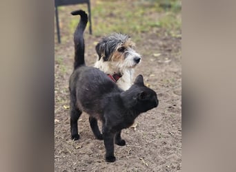 Rover ist aufgeschlossen und verspielt Rover ist aufgeschlossen und verspielt