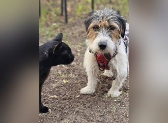 Rover ist aufgeschlossen und verspielt Rover ist aufgeschlossen und verspielt