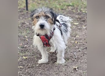 Rover ist aufgeschlossen und verspielt Rover ist aufgeschlossen und verspielt