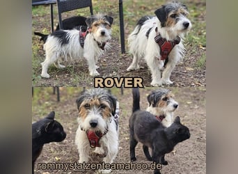 Rover ist aufgeschlossen und verspielt Rover ist aufgeschlossen und verspielt