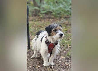 Rover ist aufgeschlossen und verspielt Rover ist aufgeschlossen und verspielt