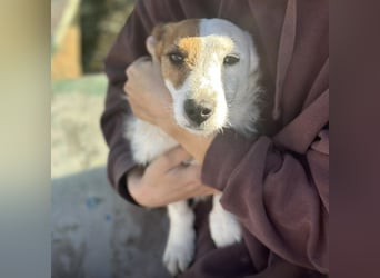 Andrija ein winziger Engelchen