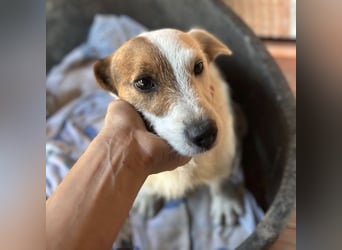 Andrija ein winziger Engelchen