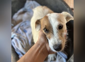 Andrija ein winziger Engelchen