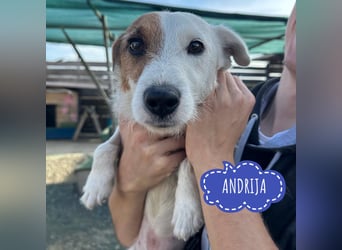 Andrija ein winziger Engelchen