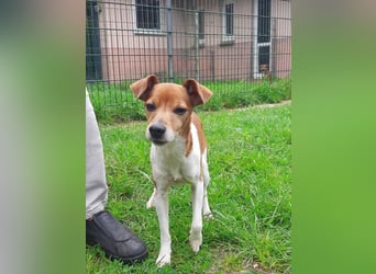 Michel - neues Zuhause gesucht (Pflegestelle in Schleswig Holstein)