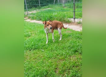 Michel - neues Zuhause gesucht (Pflegestelle in Schleswig Holstein)