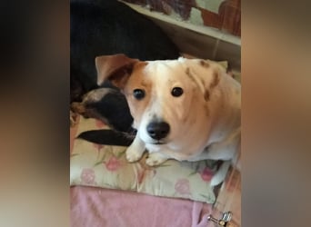 SCHATZI ca. 6 mon. Terriermix-Mädchen, katzen und Hundelieb