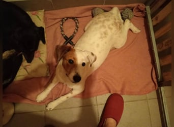 SCHATZI ca. 6 mon. Terriermix-Mädchen, katzen und Hundelieb