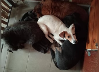 SCHATZI ca. 6 mon. Terriermix-Mädchen, katzen und Hundelieb
