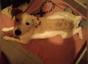 SCHATZI ca. 6 mon. Terriermix-Mädchen, katzen und Hundelieb