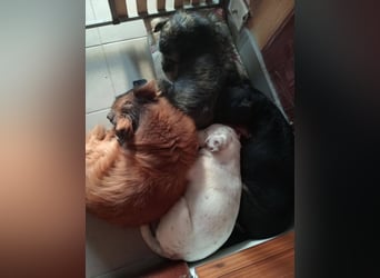 SCHATZI ca. 6 mon. Terriermix-Mädchen, katzen und Hundelieb