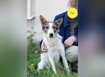 GLORIA - der Name ist Programm (Ukraine)