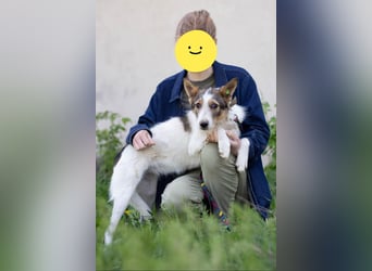 GLORIA - der Name ist Programm (Ukraine)