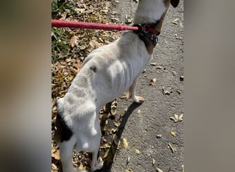 Rosso, freundliches Kerlchen ist inzwischen unser Notfall Rosso, freundliches Kerlchen ist inzwischen unser Notfall