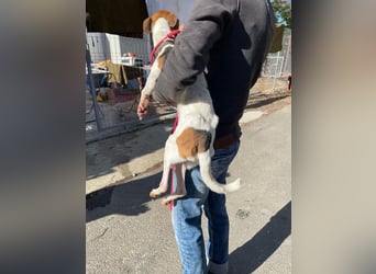 Rosso, freundliches Kerlchen ist inzwischen unser Notfall Rosso, freundliches Kerlchen ist inzwischen unser Notfall