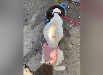 Rosso, freundliches Kerlchen ist inzwischen unser Notfall Rosso, freundliches Kerlchen ist inzwischen unser Notfall