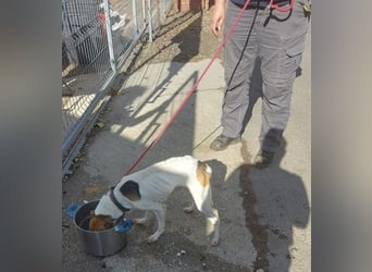 Rosso, freundliches Kerlchen ist inzwischen unser Notfall Rosso, freundliches Kerlchen ist inzwischen unser Notfall