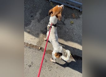 Rosso, freundliches Kerlchen ist inzwischen unser Notfall Rosso, freundliches Kerlchen ist inzwischen unser Notfall