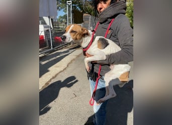 Rosso, freundliches Kerlchen ist inzwischen unser Notfall Rosso, freundliches Kerlchen ist inzwischen unser Notfall