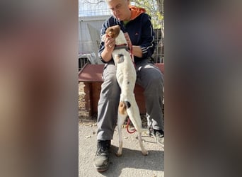 Rosso, freundliches Kerlchen ist inzwischen unser Notfall Rosso, freundliches Kerlchen ist inzwischen unser Notfall