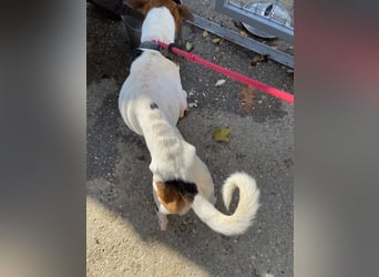 Rosso, freundliches Kerlchen ist inzwischen unser Notfall Rosso, freundliches Kerlchen ist inzwischen unser Notfall