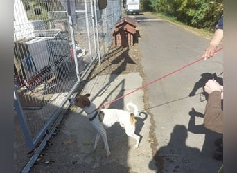 Rosso, freundliches Kerlchen ist inzwischen unser Notfall Rosso, freundliches Kerlchen ist inzwischen unser Notfall