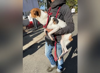 Rosso, freundliches Kerlchen ist inzwischen unser Notfall Rosso, freundliches Kerlchen ist inzwischen unser Notfall