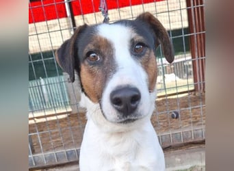 VILI ist voller Lebensfreude - 1,5 Jahre, 43cm/12kg - Parson Jack Russell-Mix