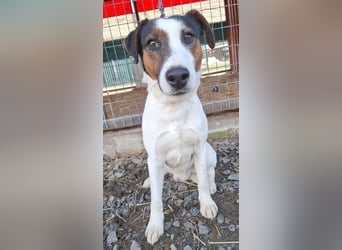 VILI ist voller Lebensfreude - 1,5 Jahre, 43cm/12kg - Parson Jack Russell-Mix