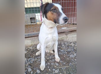 VILI ist voller Lebensfreude - 1,5 Jahre, 43cm/12kg - Parson Jack Russell-Mix