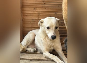 Chance - so viel Leid