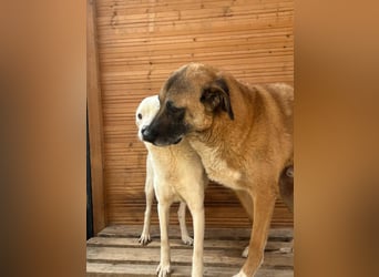 Chance - so viel Leid