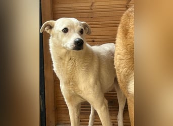 Chance - so viel Leid