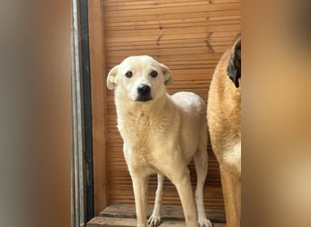 Chance - so viel Leid