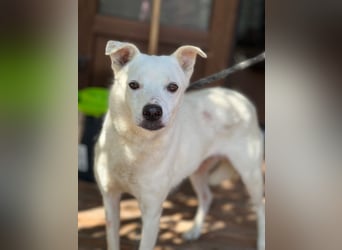 Chance - so viel Leid