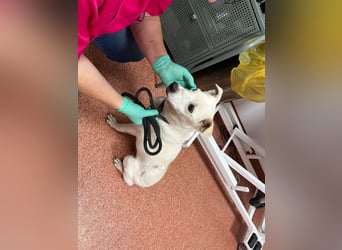 Chance - so viel Leid