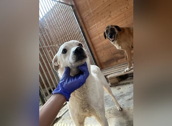 Chance - so viel Leid