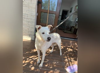 Chance - so viel Leid