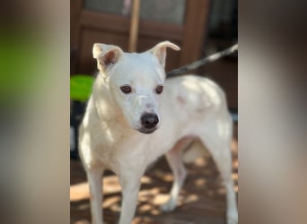 Chance - so viel Leid