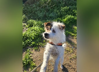 Pippetto: wenn du reden könntest...