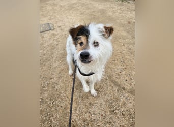 Pippetto: wenn du reden könntest...