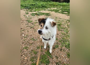 Pippetto: wenn du reden könntest...