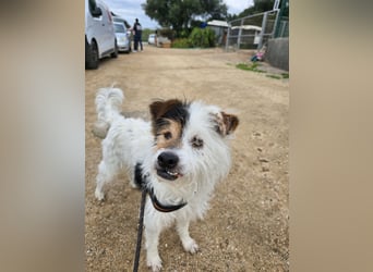 Pippetto: wenn du reden könntest...