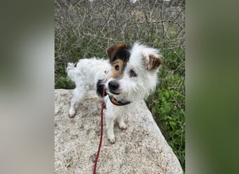 Pippetto: wenn du reden könntest...