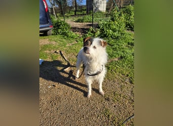 Pippetto: wenn du reden könntest...